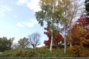 旭山紅葉情報2023年11月1日7展望台階段周辺