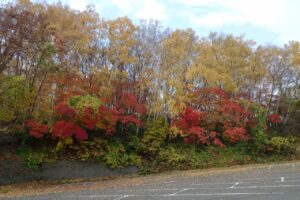 旭山紅葉情報2023年11月1日6
