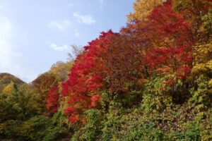 旭山紅葉情報2023年11月1日5第Ⅰ駐車場入口のヤマモミジ駐車場内側から