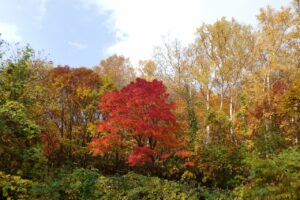 旭山紅葉情報2023年11月1日2旭山でいちばんきれいに色づくヤマモミジ