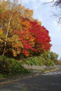 旭山紅葉情報2023年11月1日4第一駐車場入口のヤマモミジ