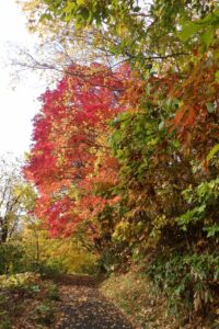 旭山紅葉情報2023年11月1日3旭山でいちばんきれいに色づくヤマモミジに接近