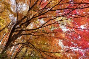 旭山紅葉情報２０２３年１１月１日1旭山でいちばんきれいに色づくヤマモミジ近景