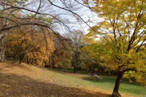 旭山紅葉情報2023年11月1日14遊具広場の滑り台