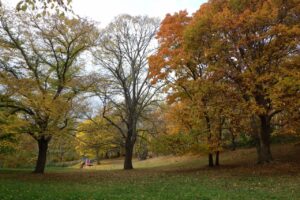 旭山紅葉情報2023年11月1日１5遊具広場入口方面から