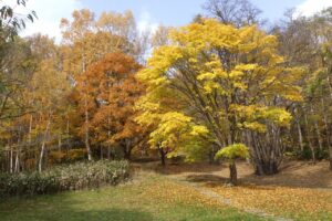 旭山紅葉情報2023年11月1日13遊具広場のイタヤカエデ