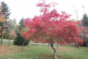 旭山紅葉情報2023年11月1日11ヤマモミジ