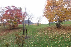 旭山紅葉情報2023年11月1日12左ハウチワカエデと右イタヤカエデ