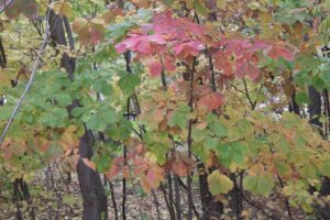 旭山紅葉情報2023年11月1日25ミズナラ