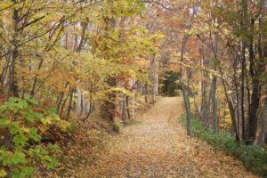 旭山紅葉情報2023年11月1日16森の家坂上り