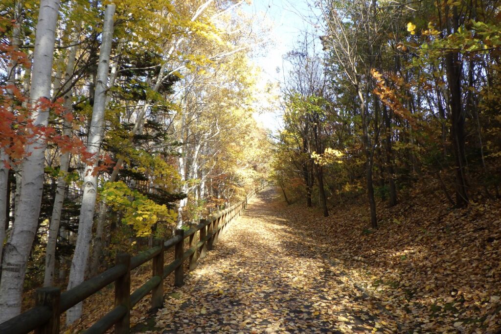 2023年11月2日紅葉の状況（吊り橋沿いの園路）