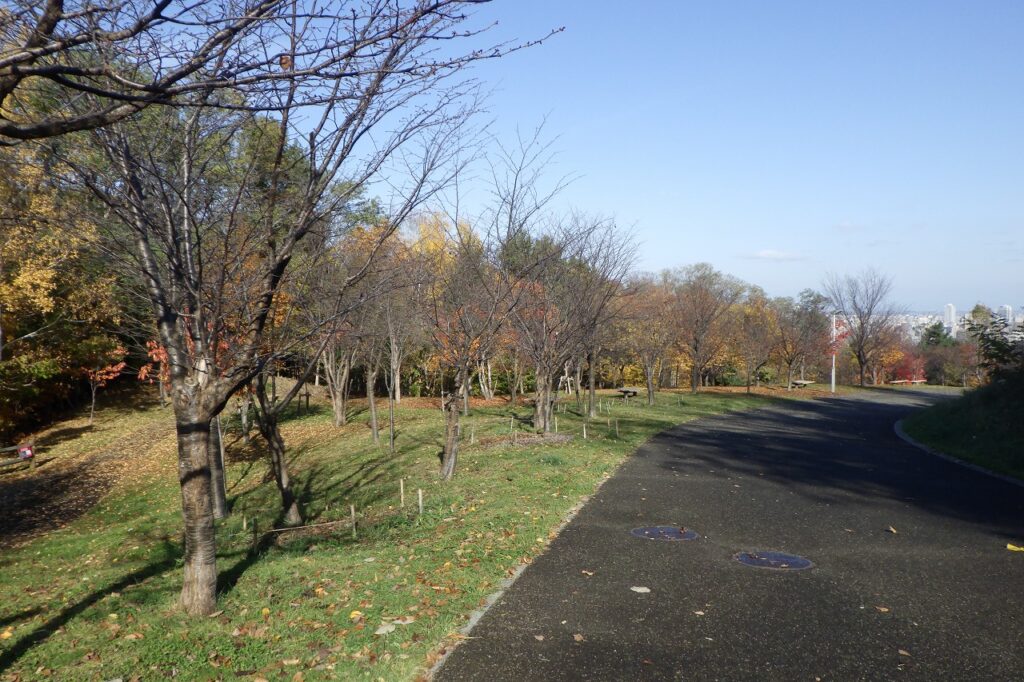 2023年11月2日紅葉の状況（新桜並木）