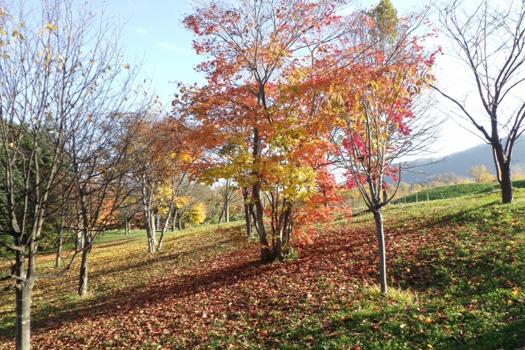 2023年11月2日紅葉の状況（新桜並木2）