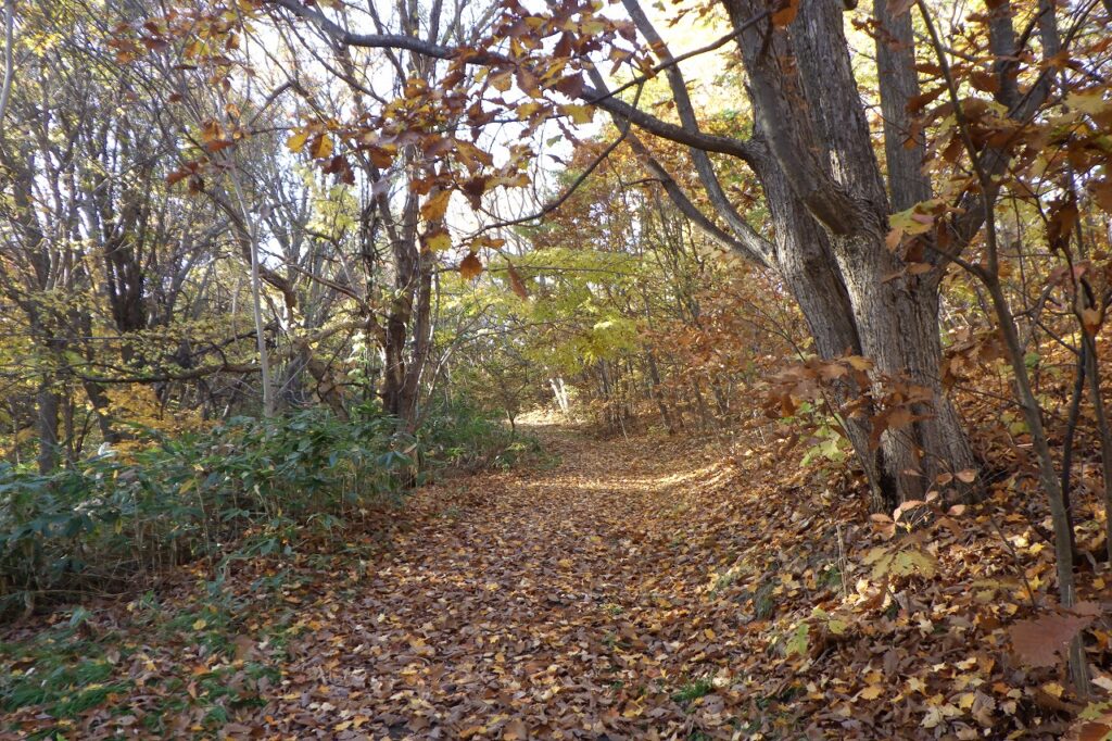 2023年11月2日紅葉の状況（レストハウス下の園路）