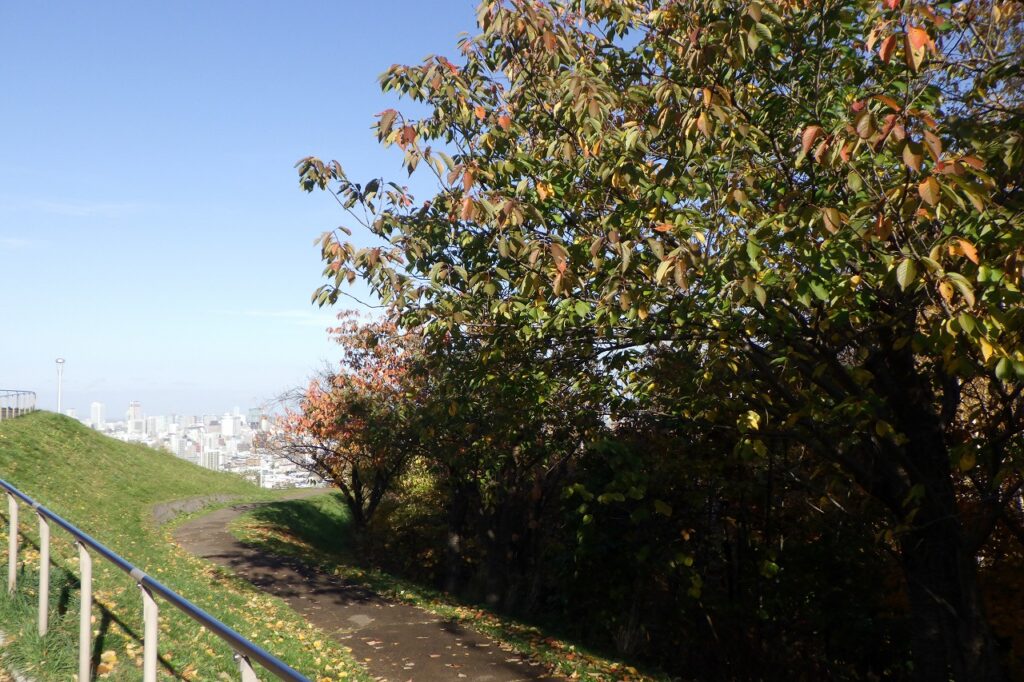 2023年11月2日紅葉の状況（レストハウス横の八重桜）