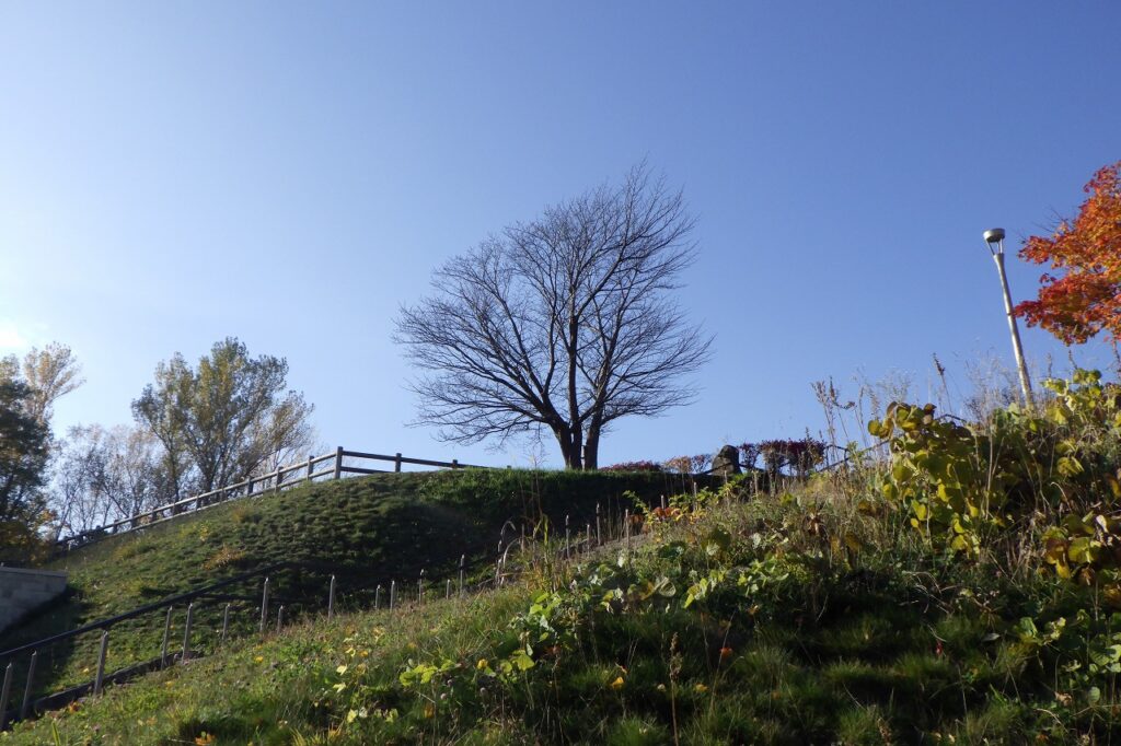 2023年11月2日紅葉の状況（展望台一本桜）