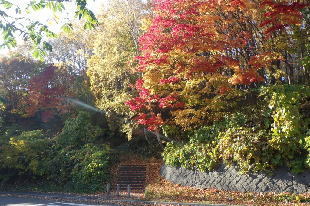2023年11月2日紅葉の状況（石段に合流するスロープ））