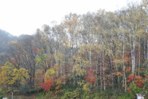 旭山紅葉情報2023年11月3日10第1駐車場西側斜面