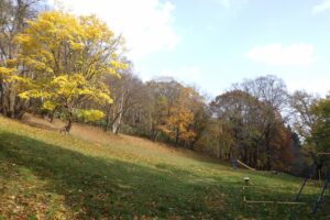 旭山紅葉情報2023年11月3日18遊具広場