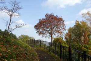 旭山紅葉情報2023年11月3日17噴水広場付近のイタヤカエデ