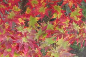 旭山紅葉情報2023年11月3日6ヤマモミジ