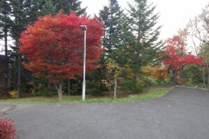 旭山紅葉情報2023年11月3日4ヤマモミジ