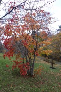旭山紅葉情報2023年11月3日9ヤマモミジと記念植樹