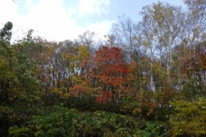 旭山紅葉情報2023年11月3日15旭山でいちばんきれいに色づくヤマモミジ