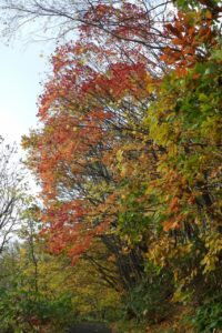 旭山紅葉情報2023年11月3日20第Ⅰ駐車場入口のヤマモミジ