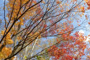 旭山紅葉情報2023年11月3日21ヤマモミジ