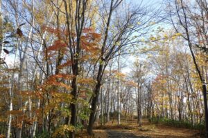 旭山紅葉情報2023年11月4日20記念樹の森