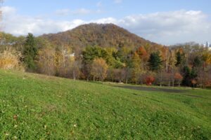 旭山紅葉情報2023年11月4日3円山と新桜並木