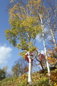 旭山紅葉情報2023年11月4日2展望台上り口のシラカンバ
