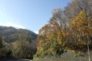 旭山紅葉情報2023年11月4日12第Ⅰ駐車場入口のヤマモミジ