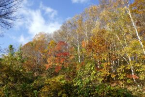 旭山紅葉情報2023年11月4日16旭山でいちばんきれいに色づくヤマモミジ