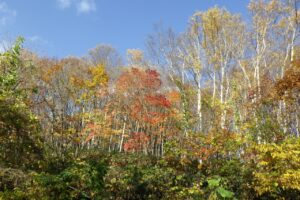 旭山紅葉情報2023年11月4日15旭山でいちばんきれいに色づくヤマモミジ