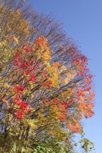 旭山紅葉情報2023年11月4日17