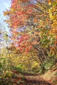 旭山紅葉情報2023年11月4日18旭山でいちばんきれいに色づくヤマモミジ