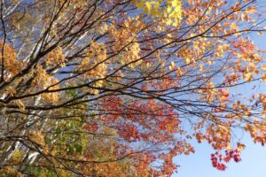 旭山紅葉情報2023年11月4日17旭山でいちばんきれいに色づくヤマモミジ