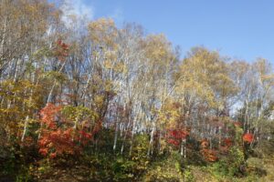 旭山紅葉情報2023年11月4日19第Ⅰ駐車場西側