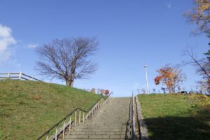 旭山紅葉情報2023年11月4日1展望台一本桜