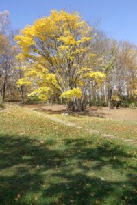 旭山紅葉情報2023年11月4日8遊具広場のイタヤカエデ黄葉