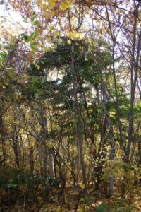 旭山紅葉情報2023年11月4日7まだ緑色のままのヤマモミジ