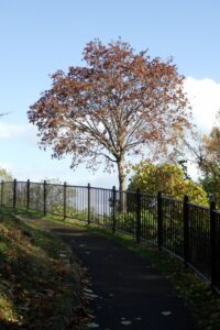 旭山紅葉情報2023年11月4日6噴水広場付近のイタヤカエデ