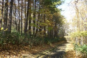 旭山紅葉情報2023年11月4日23カラマツ街道
