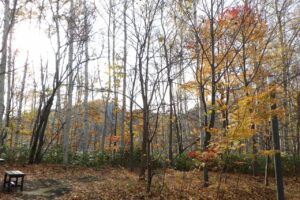 旭山紅葉情報2023年11月5日20記念樹の森