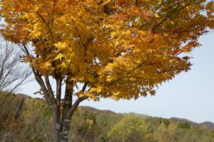 旭山紅葉情報2023年11月5日9ヤマモミジ