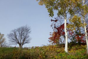 旭山紅葉情報2023年11月5日8展望台階段横と展望台一本桜