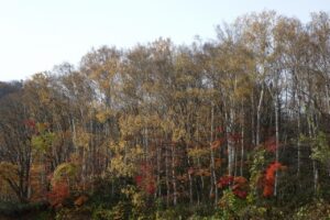 旭山紅葉情報2023年11月5日6第Ⅰ駐車場西側斜面