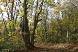 旭山紅葉情報2023年11月5日14遊具広場の森散策路